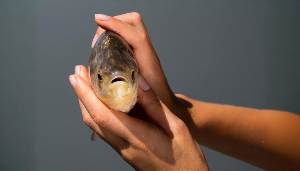 Cáncer de colon y anisakis